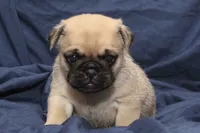 Theo, a male Pug for sale in Clarkson, KY – 4 of 6
