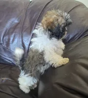 Molly 2.5 pound, a female Shih Tzu for sale in Clarkson, KY – 3 of 7