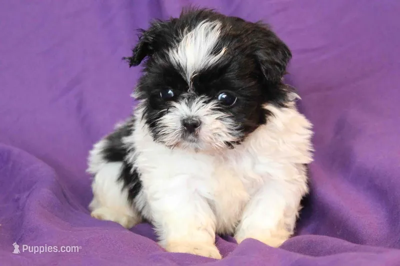 Dom – Shih Tzu puppy for sale in Clarkson, KY