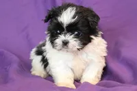 Dom, a male Shih Tzu for sale in Clarkson, KY – Photo 1 of 3