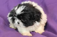 Dom, a male Shih Tzu for sale in Clarkson, KY – Photo 3 of 3