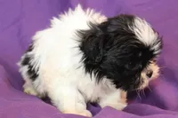 Dom, a male Shih Tzu for sale in Clarkson, KY – Photo 2 of 3
