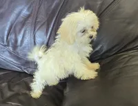 Eli 2.5 lbs, a male Shihpoo for sale in Clarkson, KY – 3 of 7