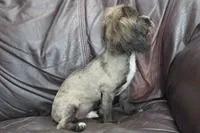 Charlie, a male Shihpoo for sale in Clarkson, KY – 3 of 9