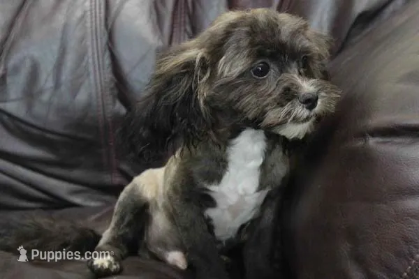 Charlie – Shihpoo puppy for sale in Clarkson, KY
