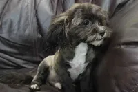 Charlie, a male Shihpoo for sale in Clarkson, KY – 1 of 9