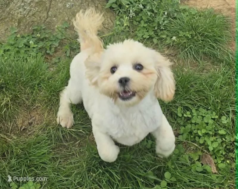 Brody – Shihpoo puppy for sale in Clarkson, KY