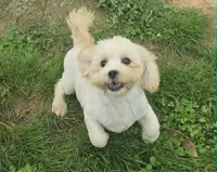 Brody, a male Shihpoo for sale in Clarkson, KY – 1 of 8