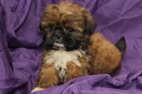 Smudge, a male Shih Tzu for sale in Clarkson, KY – 4 of 4