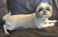 Mandy, a female Shih Tzu for sale in Clarkson, KY – 1 of 1
