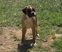 Roxy, a female Boxer for sale in Clarkson, KY – 1 of 6