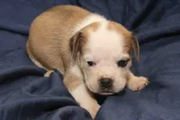 Nala, a male Puggle for sale in Clarkson, KY – 1 of 4