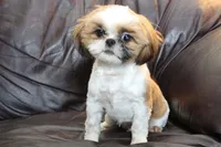 Rudy, a male Shih Tzu for sale in Clarkson, KY – Photo 2 of 6