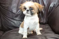 Rudy, a male Shih Tzu for sale in Clarkson, KY – Photo 5 of 6