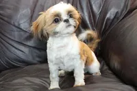 Rudy, a male Shih Tzu for sale in Clarkson, KY – Photo 3 of 6