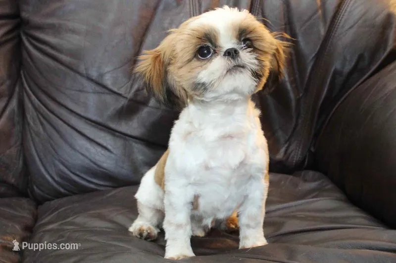 Rudy – Shih Tzu puppy for sale in Clarkson, KY