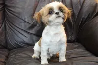 Rudy, a male Shih Tzu for sale in Clarkson, KY – Photo 1 of 6