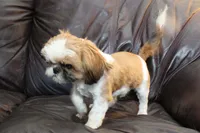 Rudy, a male Shih Tzu for sale in Clarkson, KY – Photo 6 of 6