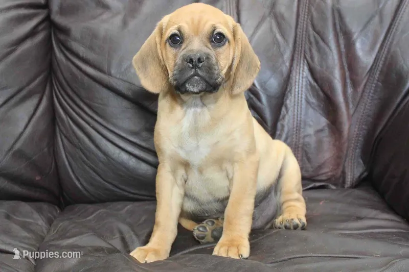 Bailey – Puggle puppy for sale in Clarkson, KY