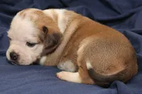 Ariel, a female Puggle for sale in Clarkson, KY – 3 of 4