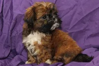Smudge, a male Shih Tzu for sale in Clarkson, KY – 2 of 4