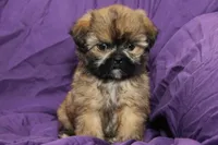 Indy, a male Shih Tzu for sale in Clarkson, KY – 2 of 5