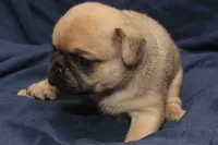 Squeak, a male Pug for sale in Clarkson, KY – 4 of 6