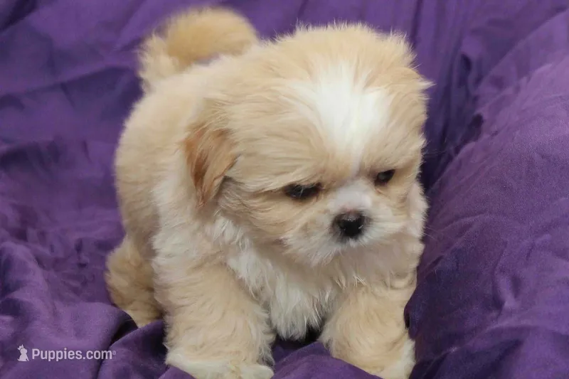 Pearl – Shihpoo puppy for sale in Clarkson, KY