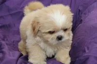 Pearl, a female Shihpoo for sale in Clarkson, KY – 1 of 4