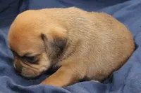 Leia, a female Puggle for sale in Clarkson, KY – 3 of 4