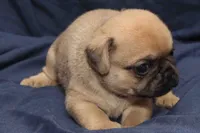 Squeak, a male Pug for sale in Clarkson, KY – 3 of 6