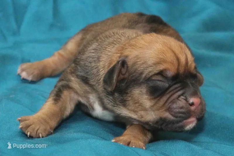 Fawn Boy – Puggle puppy for sale in Clarkson, KY