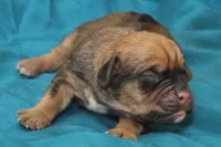 Fawn Boy, a male Puggle for sale in Clarkson, KY – 1 of 3