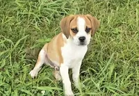 Jasper, a male Puggle for sale in Clarkson, KY – 1 of 9