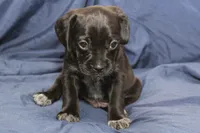 Guiness, a male Puggle for sale in Clarkson, KY – 1 of 9