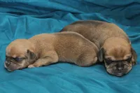 fawn boy, a male Puggle for sale in Clarkson, KY – 2 of 4