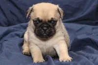 Theo, a male Pug for sale in Clarkson, KY – 5 of 6