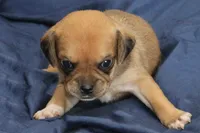 Leia, a female Puggle for sale in Clarkson, KY – 2 of 4