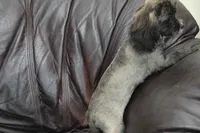 Charlie, a male Shihpoo for sale in Clarkson, KY – 2 of 9