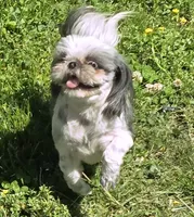 Jellybean, a female Shih Tzu for sale in Clarkson, KY – 3 of 5