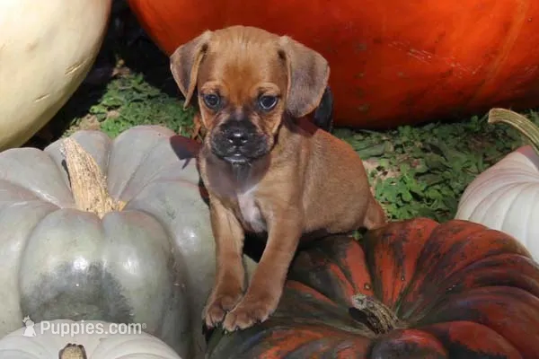 Copper – Puggle puppy for sale in Clarkson, KY