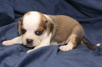 Han, a male Puggle for sale in Clarkson, KY – 3 of 3
