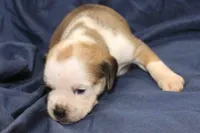 Jasmine, a female Puggle for sale in Clarkson, KY – 2 of 4