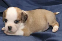 Luke, a male Puggle for sale in Clarkson, KY – 4 of 4