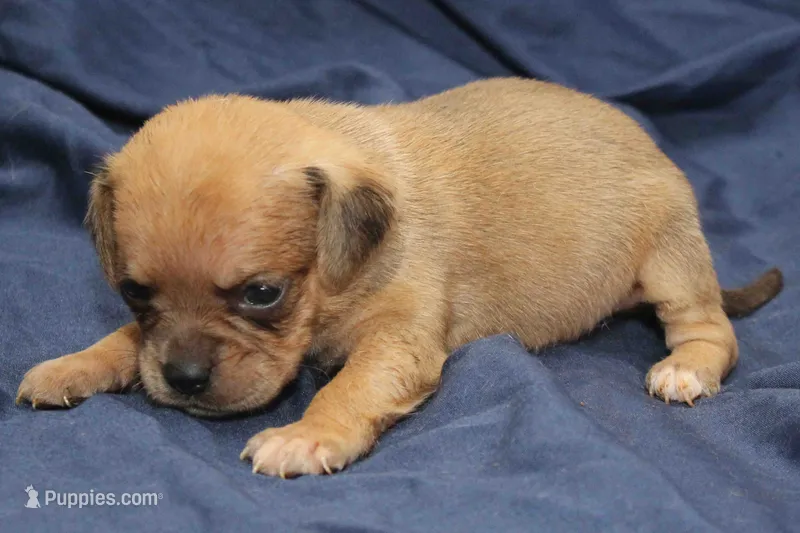 Yoda – Puggle puppy for sale in Clarkson, KY