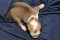 Jasmine, a female Puggle for sale in Clarkson, KY – 4 of 4