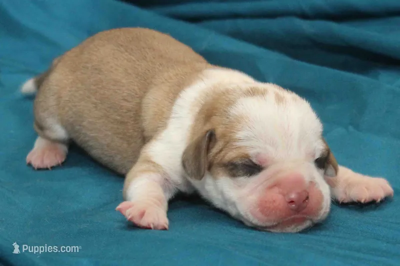 Pied girl – Puggle puppy for sale in Clarkson, KY