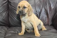 Bailey, a male Puggle for sale in Clarkson, KY – 4 of 10