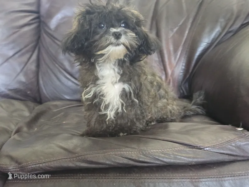 Charlie – Shihpoo puppy for sale in Clarkson, KY