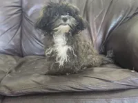 Charlie, a male Shihpoo for sale in Clarkson, KY – 5 of 9